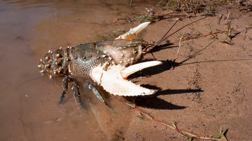 A freshwater crayfish in the river.