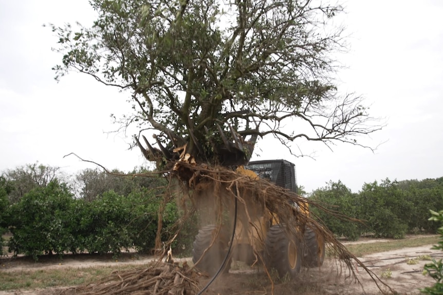 Photo of citrus trees being removed