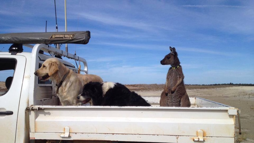 Two dogs and a kangaroo on the back of a farm utility