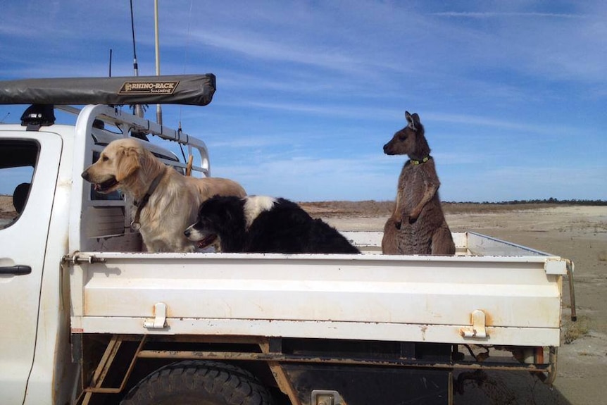 Two dogs and a kangaroo on the back of a farm utility