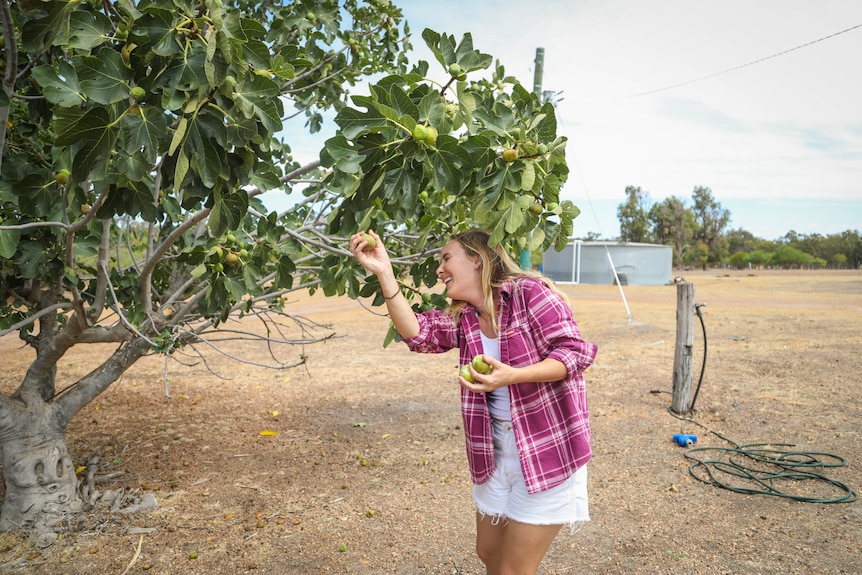A young blonde woman laughs as she picks a fig from a fruitful tree.