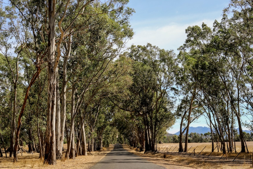 A narrow asphalt road with trees and paddocks either side