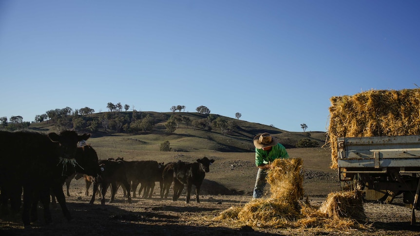A farmer wearing an Akubra hat throws small squares of hay to his cattle on dusty ground.