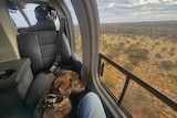 A dog sits with his owner in the cabin of a helicopter, flying above the Pilbara outback.