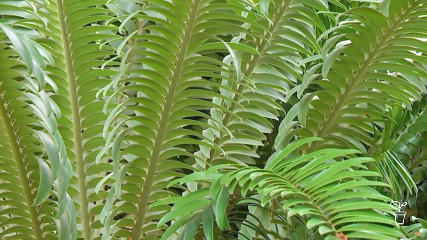 Leaves of a cycad plant