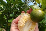 Huanglongbing disease, makes leaves go yellow and the fruit bitter. Carried by psyllid insect