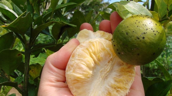 Huanglongbing disease, makes leaves go yellow and the fruit bitter. Carried by psyllid insect