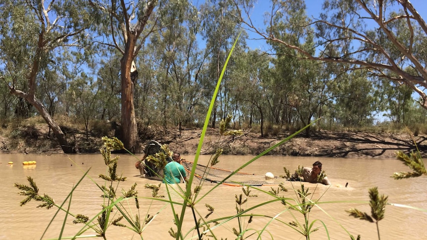 Aboriginal rangers wade through a river to remove a fishing net.