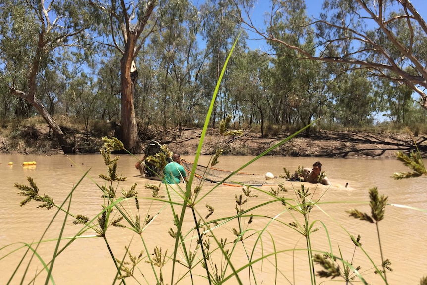 Aboriginal rangers wade through a river to remove a fishing net.