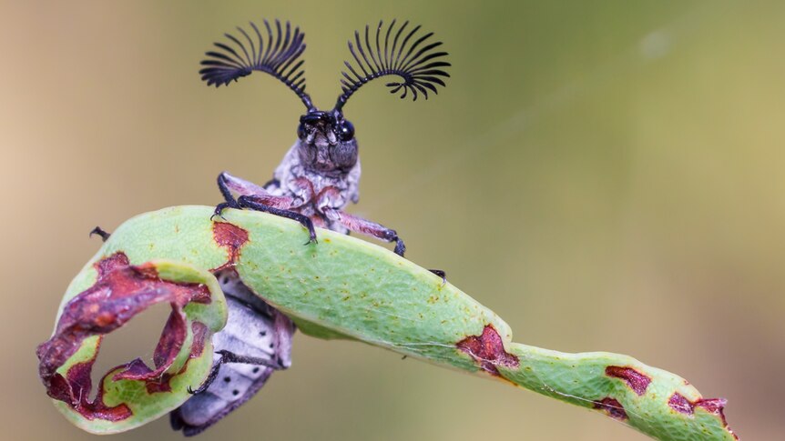 Beetle with big feelers