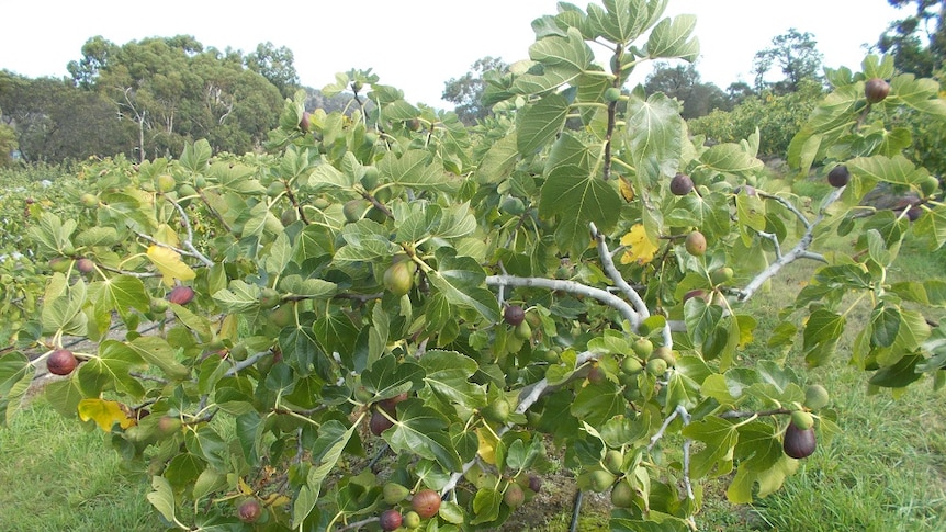 Figs growing on a tree at a southern Tasmanian farm, some ripe and some not ready to pick