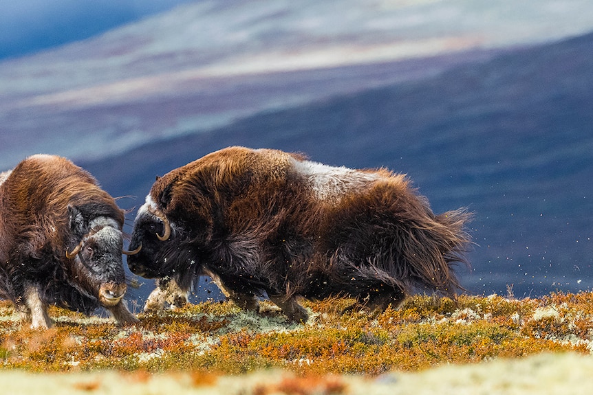 Two muskoxen attacking each other on top of a mountain