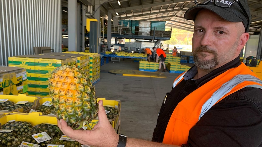 Man holds sun-damaged pineapple