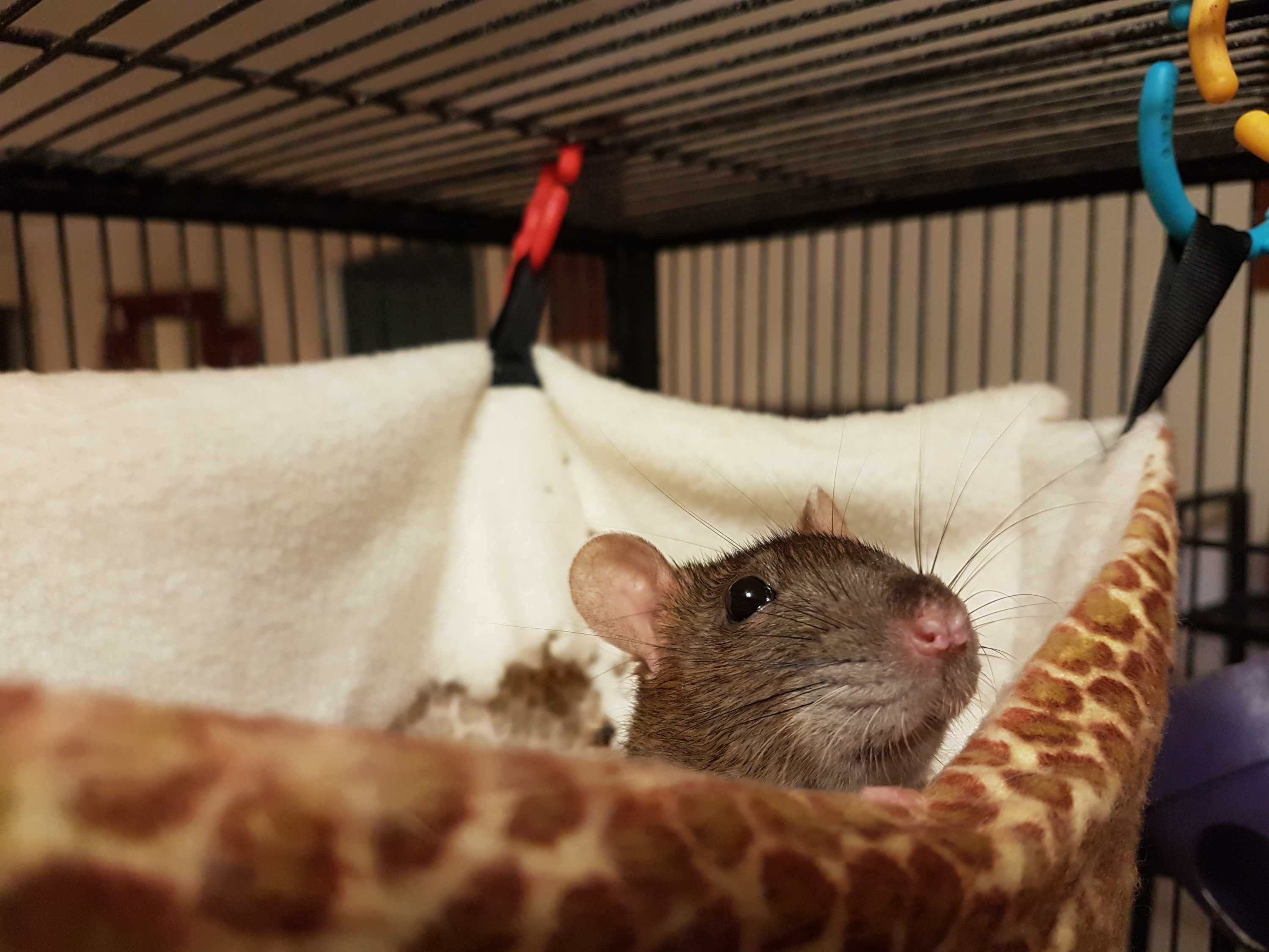 Why author James Mackinnon says our perception of rats and their role ...