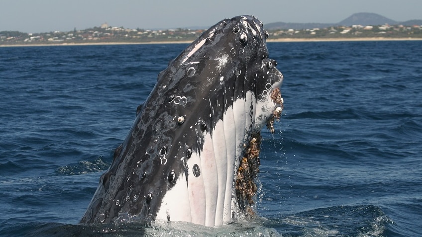 The head of a humpback whale with barnacles over it is poking out of the water with the mainland in the background.