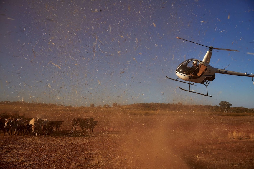 A helicopter flies close to cattle in the final stages of a muster