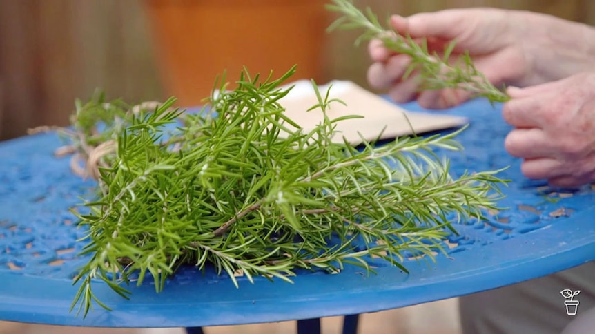 A bunch of fresh rosemary on an outdoor table.