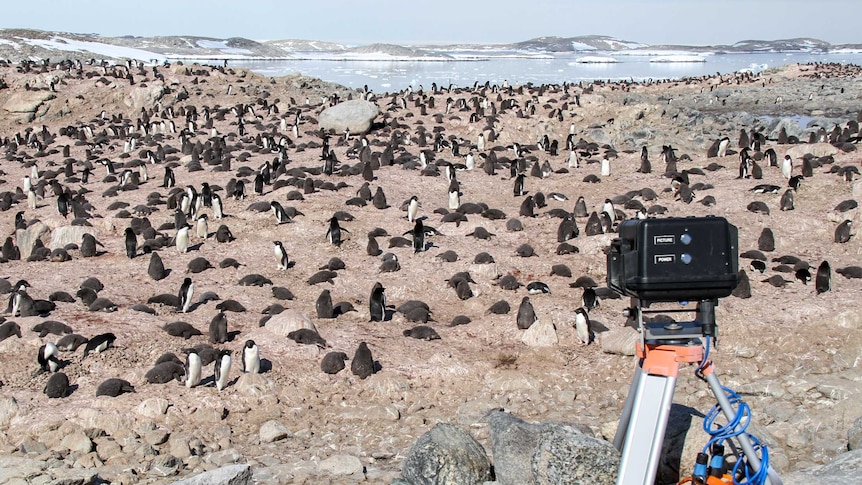 Penguin Watch invites volunteers to help scientists