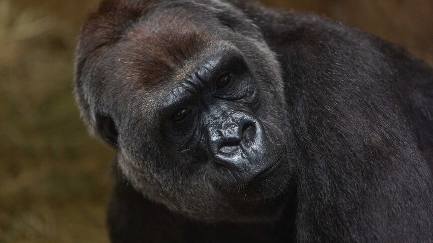Calaya and Moke gorillas in Smithsonian zoo in the US