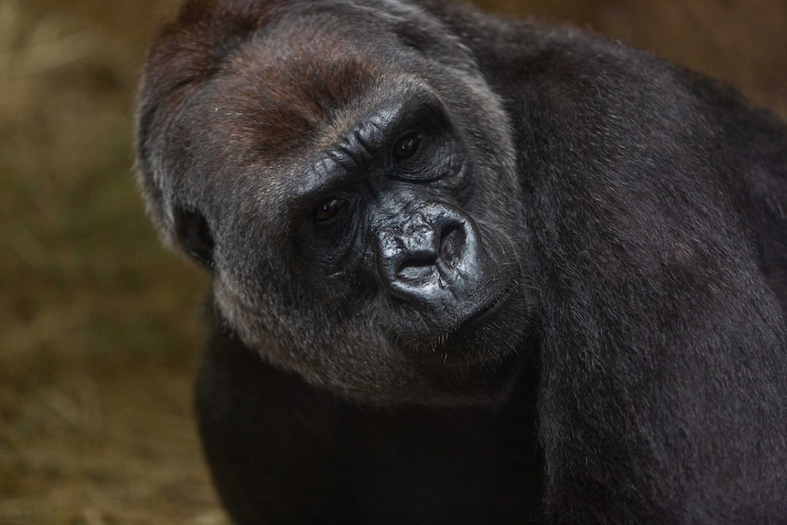Calaya and Moke gorillas in Smithsonian zoo in the US