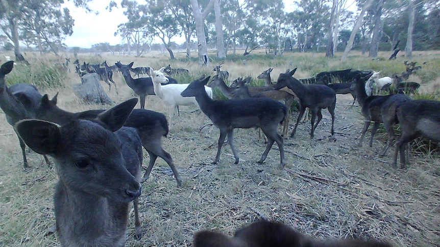 Several deer in a grass paddock. 