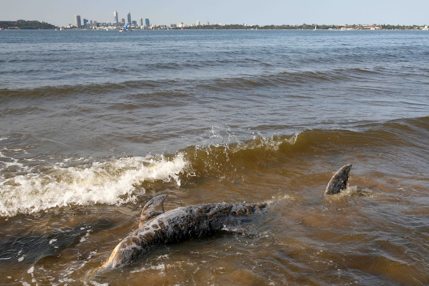 Dead bottle nose dolphin washed up on shore.