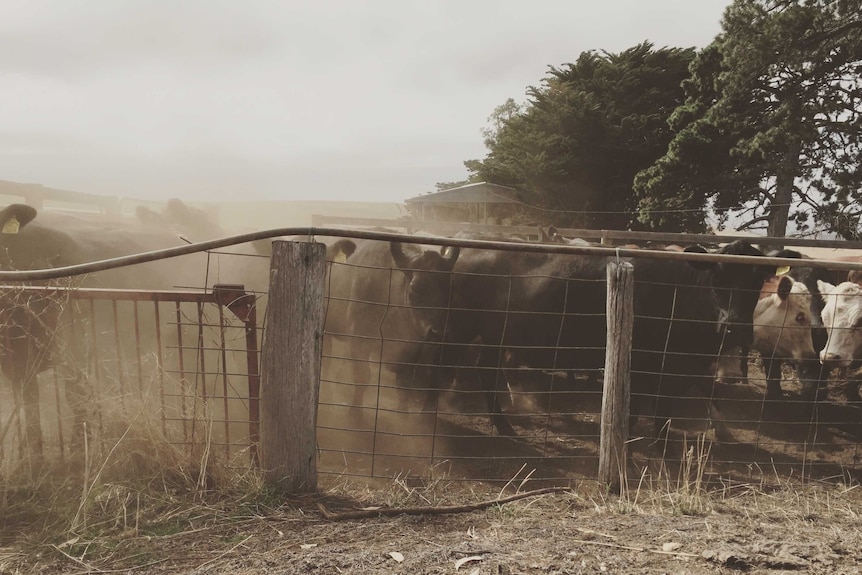 cattle stare at the camera through an old fence, surrounded by a cloud of dust