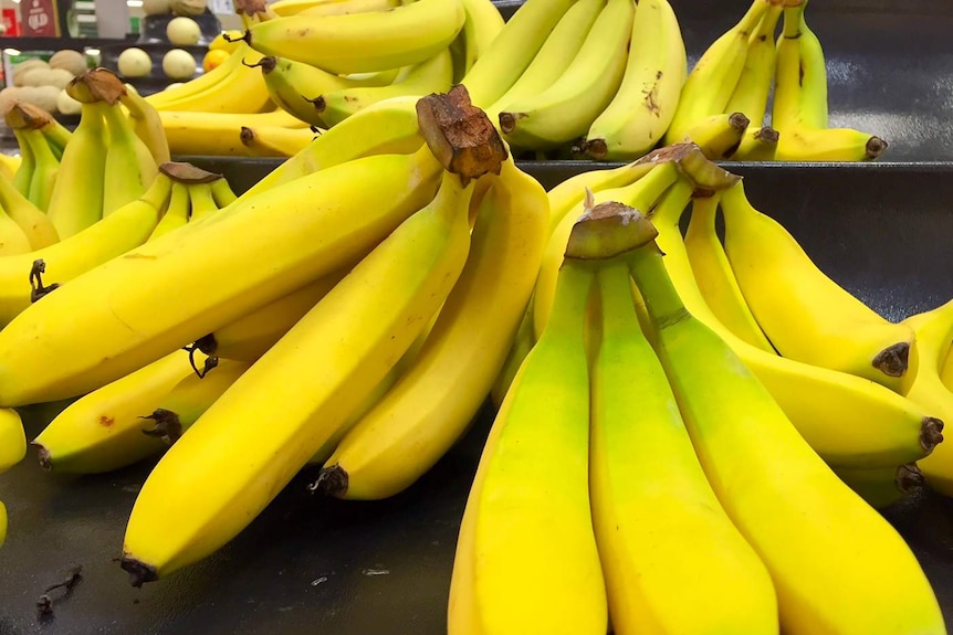 Banana production in Queensland has become costly since Panama disease.