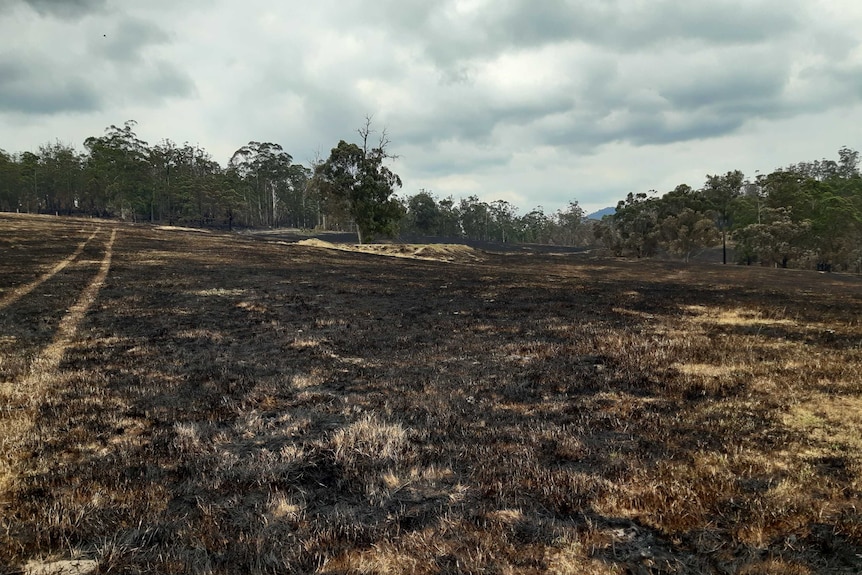 Burnt ground on Ross Walker's farm. The grass is blackened, trees stand at the end of a clearing.
