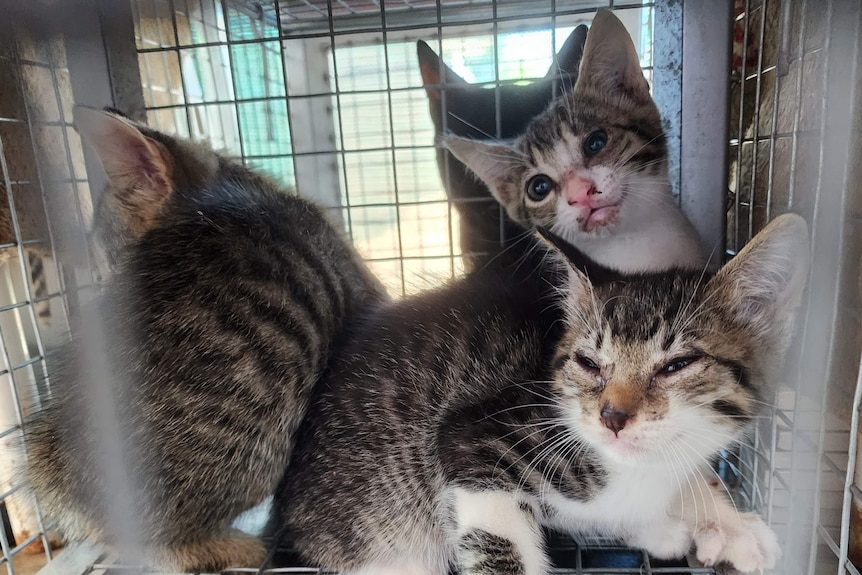 Three stripy cats in a cage