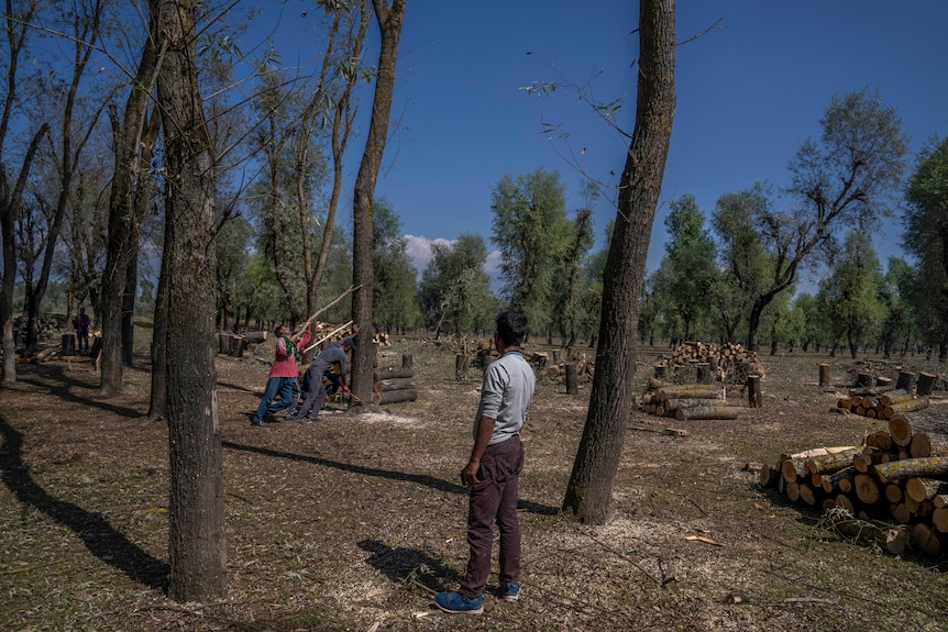 Un petit groupe d'hommes travaille à l'abattage d'un grand arbre brun maigre dans une forêt clairsemée.