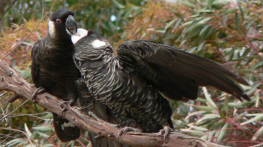 A male carnaby's black cockatoo is feeding a female cockatoo in a salmon gum
