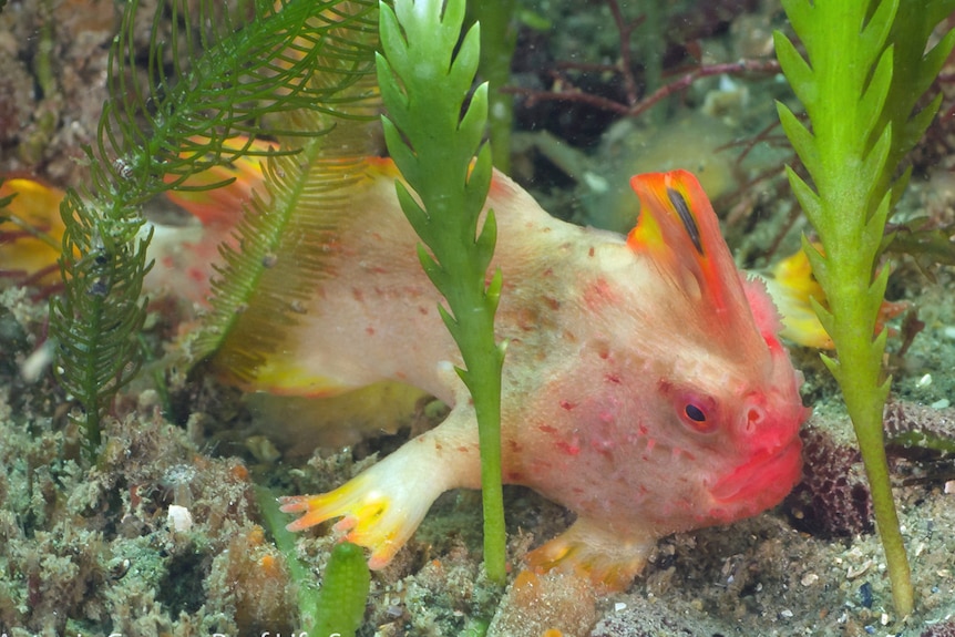 Red handfish in Tasmania