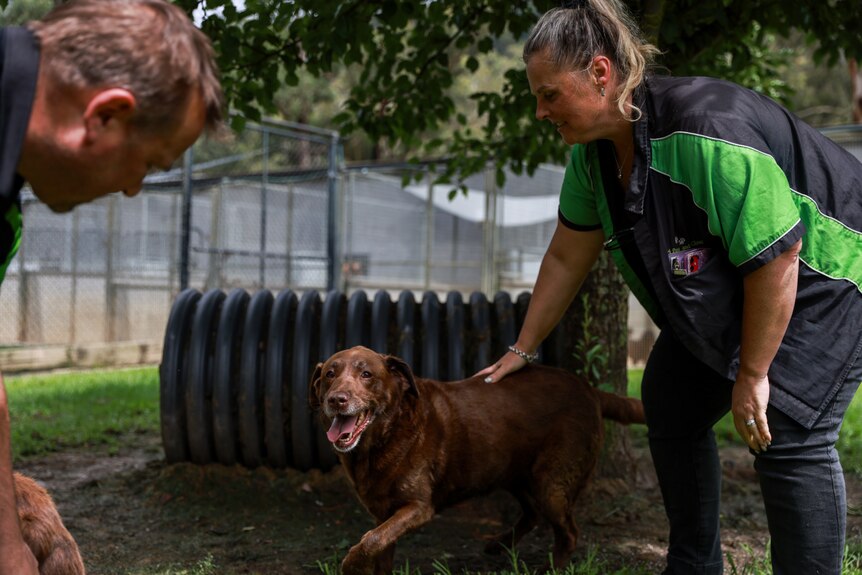 Renee Oakley and a staff member play with a brown Labrador 