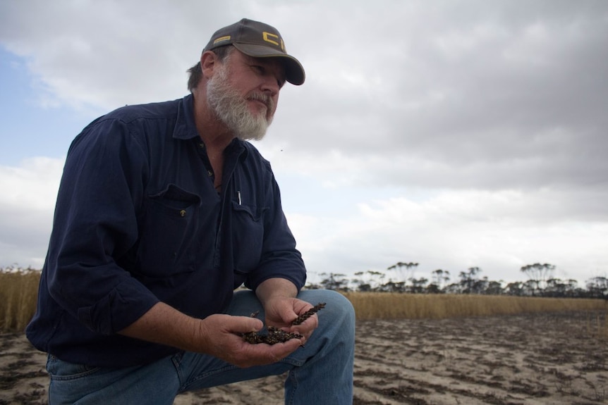 A man stands in one of his wheat paddocks hit by bushfire