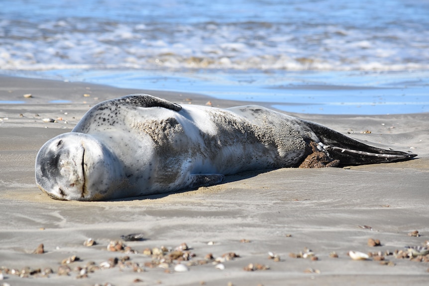 Juvenile female leopard seal lolling about on a beach.