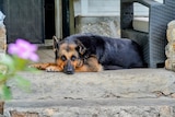 A very attractive German Shepherd resting on a front step with a purple flower near her face