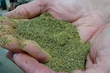 Man holds crushed green seeds in hand