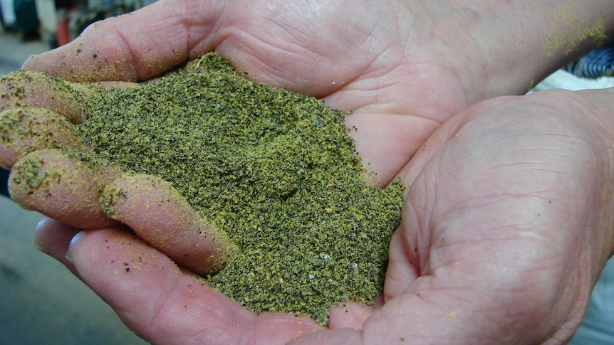 Man holds crushed green seeds in hand