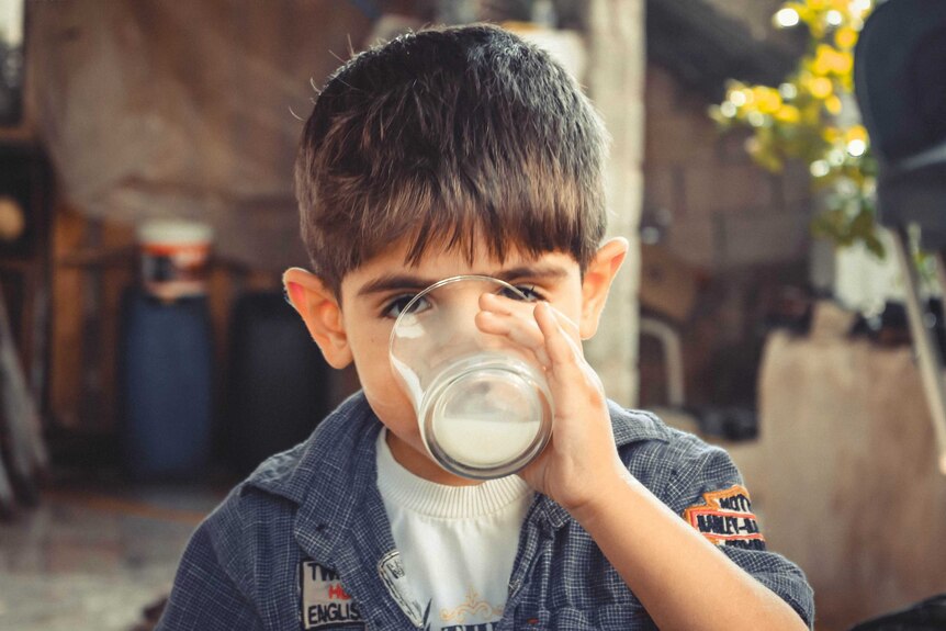 A young boy midway taking a sip from a glass of milk to depict a moment in the history of picky eaters.