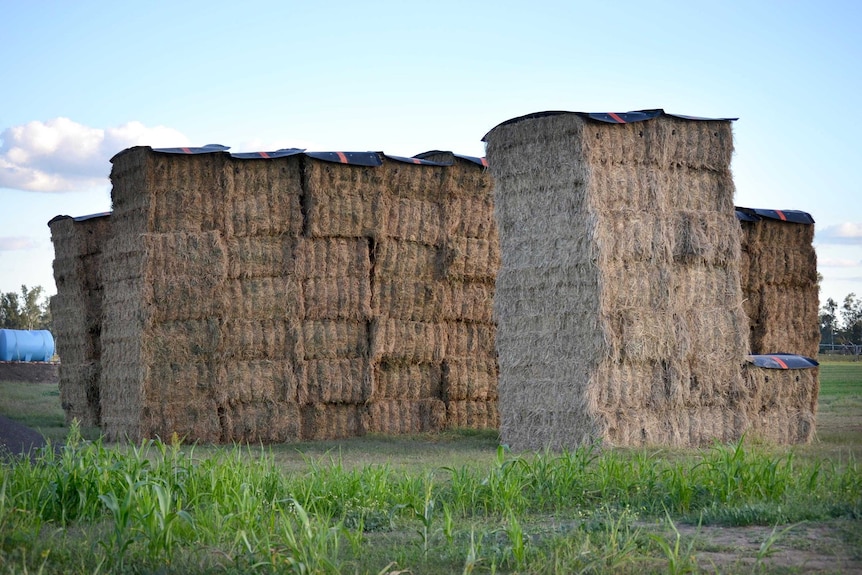 Hay in a field at a property before being loaded onto truck.