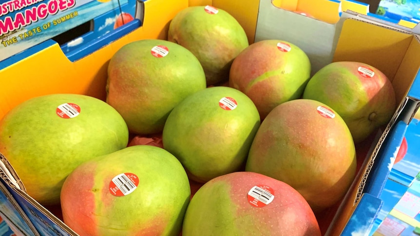 A box full of large mangoes with red blush