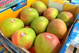 A box full of large mangoes with red blush