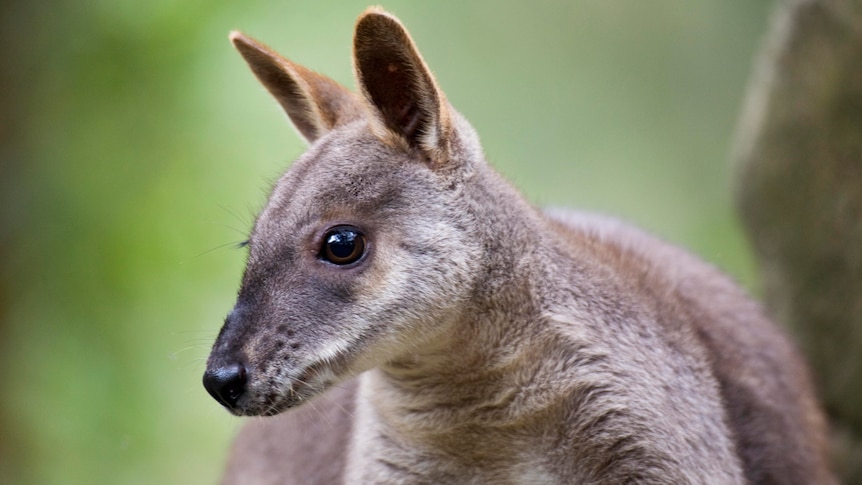 A close-up shot of a Proserpine rock-wallaby