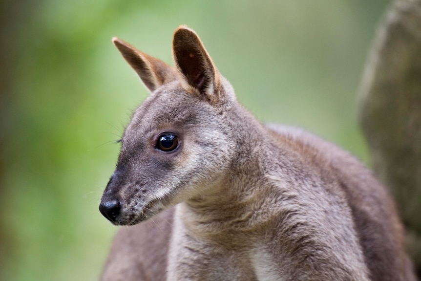 A close-up shot of a Proserpine rock wallaby