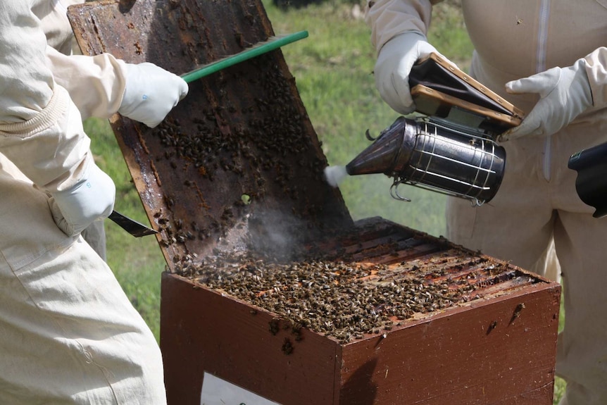 Beekeepers tending to a hive.
