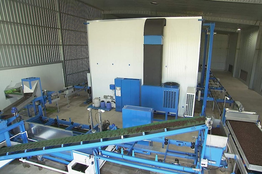 Seeds on a conveyor belt and steel structure inside an industrial warehouse.