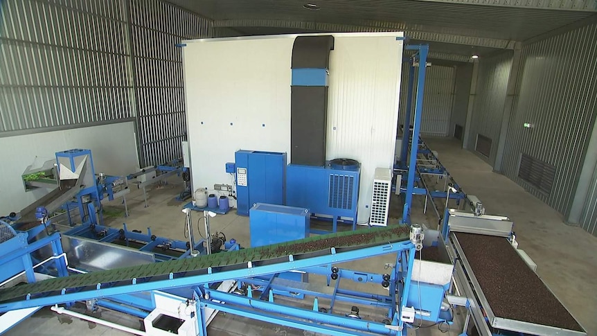 Seeds on a conveyor belt and steel structure inside an industrial warehouse.