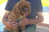 Shelby the Cavalier King Charles Spaniel sitting in owner's lap