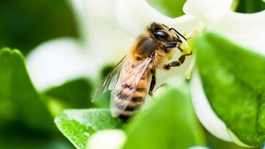 A close up of a bee on a green leaf.